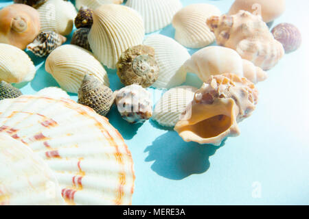 Old fishing net and shells on the beach hi-res stock photography