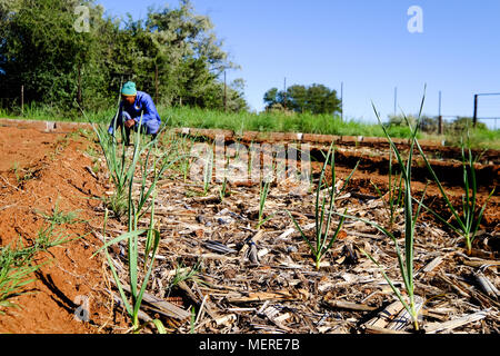Farm Worker tending to Vegetable Garden Organic Vegetable Garden Small scale vegetable farm Small scale garlic production Stock Photo