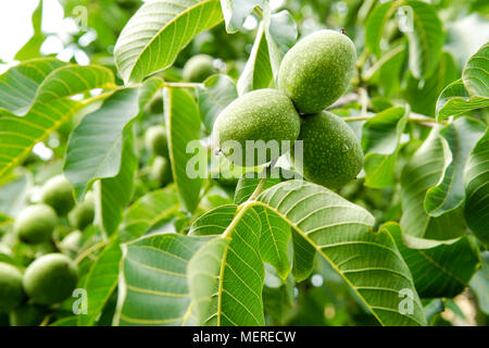 Three green walnuts growing on a tree, close up. Stock Photo