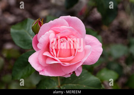 'Queen Elizabeth' Grandiflora rose, Grandiflora ros (Rosa) Stock Photo