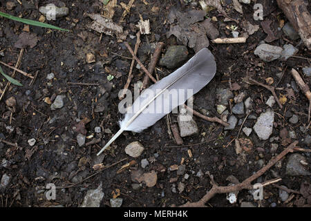 A feather pictured on the ground in Chichester, West Sussex, UK. Stock Photo
