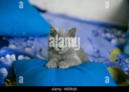 British gray kitten lies on a blue pillow, looks into the frame, at the photographer, surprised, puzzled, scared, claws grabbed. Background blue plaid Stock Photo