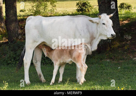 cow is feeding its calf, bos taurus, bovidae Stock Photo