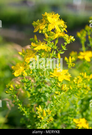 Common St John's wort (Hypericum perforatum), flowers, yellow Stock Photo