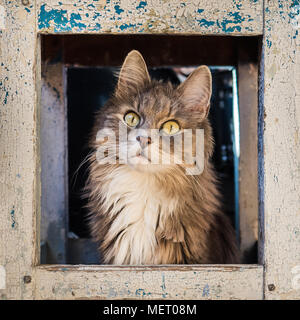 Lovely, fluffy, gray kitten, sitting under a shabby, rustic chair and piteously looking in the direction. Caring for animals Stock Photo