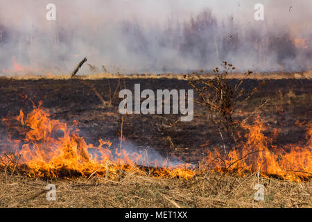 Burning grass field in the spring.Nature in danger background Stock Photo