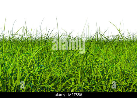 Green grass, 3D rendering isolated on white background Stock Photo