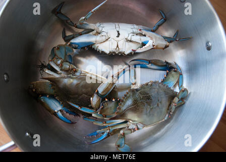 Blue crabs in metallic pan close up on wooden table Stock Photo