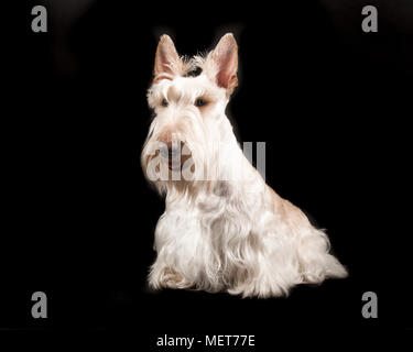 White scottish terrier sitting on a black background Stock Photo