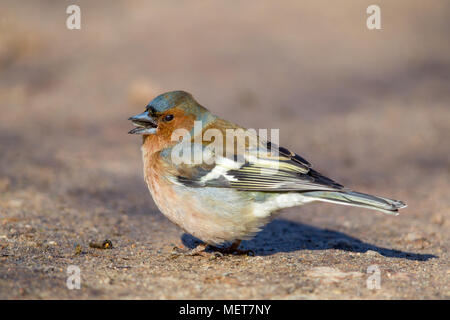Common Chaffinch (Fringilla coelebs) sitting on the ground in the nature reserve Moenchbruch near Frankfurt, Germany. Stock Photo