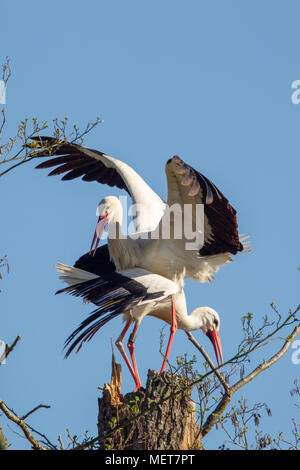 White Stork (Ciconia ciconia) sitting on the trunk of a dead tree and bill-clattering in the nature reserve Moenchbruch near Frankfurt, Germany. Stock Photo