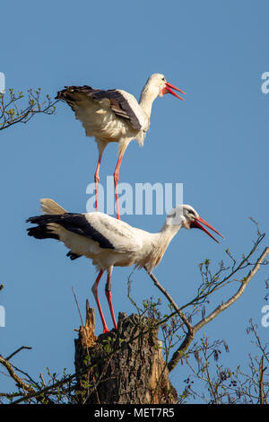 White Stork (Ciconia ciconia) sitting on the trunk of a dead tree and bill-clattering in the nature reserve Moenchbruch near Frankfurt, Germany. Stock Photo