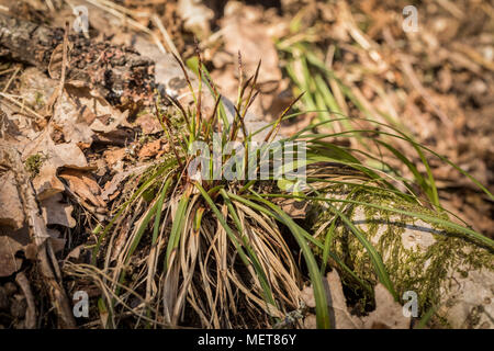 Fingered sedge or sormisara, Carex digitata. Woodland sedge Stock Photo