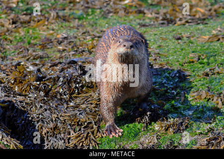 Wild North American River Otter (Lontra canadensis) on kelp on a beach in Nanaimo, British Columbia.