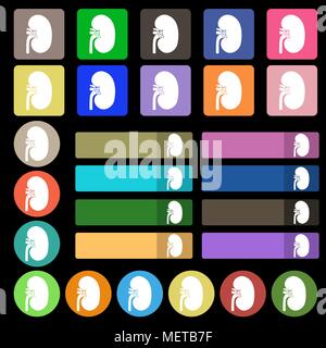Kidney icon sign. Set from twenty seven multicolored flat buttons. Vector illustration Stock Vector