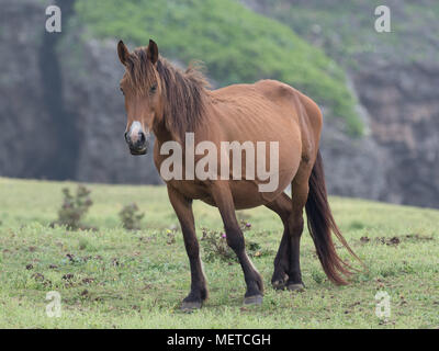 Yonaguni Horse Stock Photo