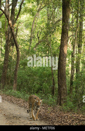 Tiger walking on forest track in Jim Corbett Park in India Stock Photo