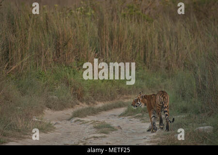 Tiger walking on forest track of India Stock Photo