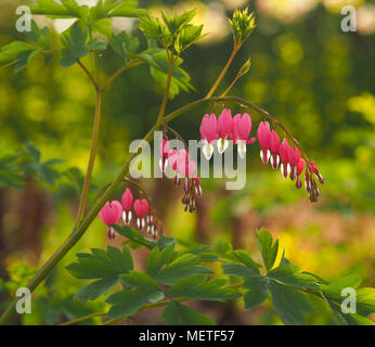 Lamprocapnos Close up of a bleeding heart in the morning Stock Photo