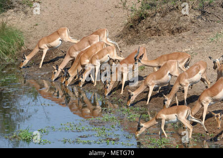 Herd of impalas (Aepyceros melampus) drinking at a waterhole, Kruger National Park, South Africa, Africa Stock Photo