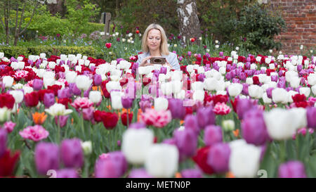 Eltham, United Kingdom. 23rd April, 2018. Elizabeth Cooper from London pictured enjoying the Tulip Festival at Eltham Palace. 40,000 tulips have been planted for the festival which lasts until mid May. Eltham Palace, managed by English Heritage, was a favourite palace of King Henry IV and it is where Henry VIII spent much of his childhood. Rob Powell/Alamy Live News Stock Photo