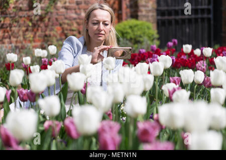 Eltham, United Kingdom. 23rd April, 2018. Elizabeth Cooper from London pictured enjoying the Tulip Festival at Eltham Palace. 40,000 tulips have been planted for the festival which lasts until mid May. Eltham Palace, managed by English Heritage, was a favourite palace of King Henry IV and it is where Henry VIII spent much of his childhood. Rob Powell/Alamy Live News Stock Photo