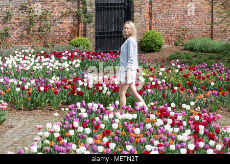 Eltham, United Kingdom. 23rd April, 2018. Elizabeth Cooper from London pictured enjoying the Tulip Festival at Eltham Palace. 40,000 tulips have been planted for the festival which lasts until mid May. Eltham Palace, managed by English Heritage, was a favourite palace of King Henry IV and it is where Henry VIII spent much of his childhood. Rob Powell/Alamy Live News Stock Photo