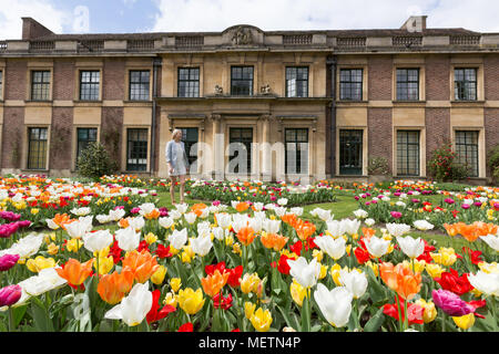 Eltham, United Kingdom. 23rd April, 2018. Elizabeth Cooper from London pictured enjoying the Tulip Festival at Eltham Palace. 40,000 tulips have been planted for the festival which lasts until mid May. Eltham Palace, managed by English Heritage, was a favourite palace of King Henry IV and it is where Henry VIII spent much of his childhood. Rob Powell/Alamy Live News Stock Photo