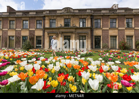 Eltham, United Kingdom. 23rd April, 2018. Elizabeth Cooper from London pictured enjoying the Tulip Festival at Eltham Palace. 40,000 tulips have been planted for the festival which lasts until mid May. Eltham Palace, managed by English Heritage, was a favourite palace of King Henry IV and it is where Henry VIII spent much of his childhood. Rob Powell/Alamy Live News Stock Photo