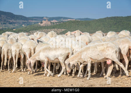 Herd of sheep in a dried field in summer, Italy Stock Photo