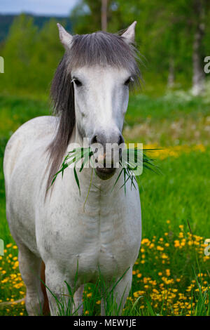 White horse munching grass on a spring meadow Stock Photo