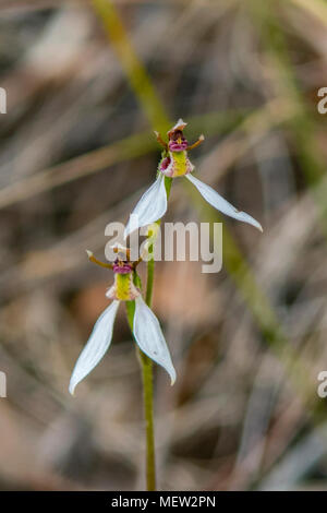 Eriochilus cucullatus, Parson's Bands Orchid at Boomer's Reserve, Panton Hill, Victoria, Australia Stock Photo