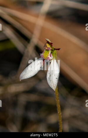 Eriochilus cucullatus, Parson's Bands Orchid at Boomer's Reserve, Panton Hill, Victoria, Australia Stock Photo