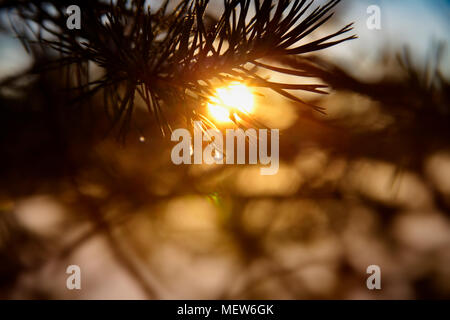 Frost covered dew drops are glittering on fir twigs on a winter morning. Stock Photo