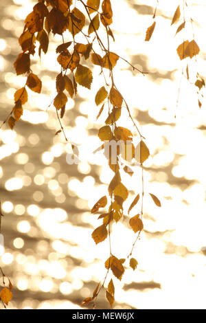 Autumn colored birch leaves lit by the morning sun are moving in the wind in front of a glittering lake. Stock Photo