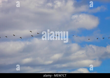 A flock of wild geese is flying through the blue spring sky Stock Photo