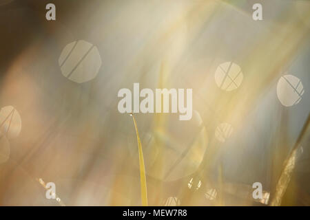 Dew drops are glittering on grasses in the morning sun. Stock Photo