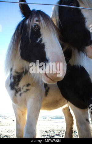 Close up photograph of two Tinker horses on a frosty pasture under a cloudy sky in Anundsjoe, Sweden. Stock Photo