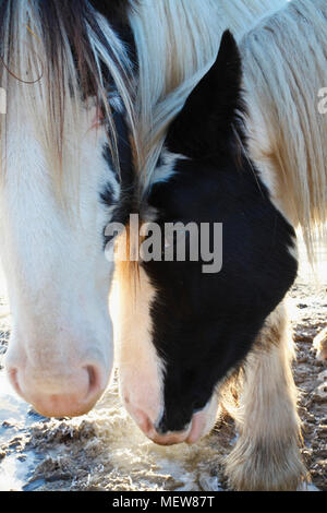 Close up photograph of two Tinker horses on a frosty pasture under a cloudy sky in Anundsjoe, Sweden. Stock Photo