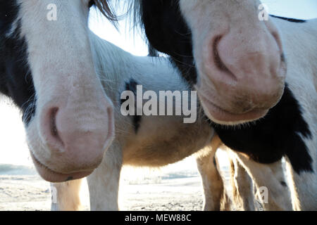 Close up photograph of two Tinker horses on a frosty pasture under a cloudy sky in Anundsjoe, Sweden. Stock Photo