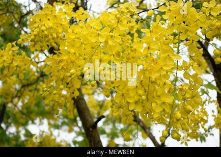 Golden shower tree full bloom in summer. Yellow flowers are full bloom Stock  Photo - Alamy