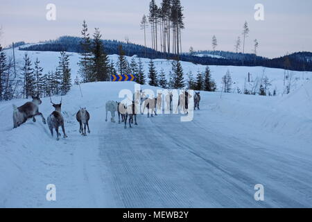 Reindeer are crossing a snow-covered country.lane in Swedish Lapland Stock Photo