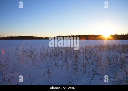 Withered rushes cast shadows on fresh snow at sunrise. Stock Photo