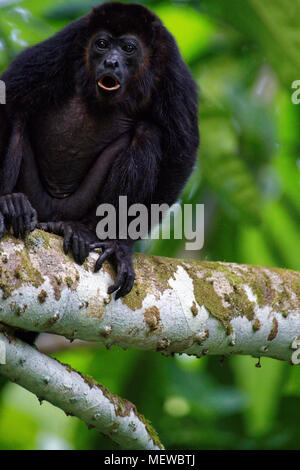 A howling Golden Mantled Howler Monkey (Alouatta palliata palliata) Stock Photo