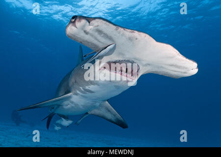 Grosser Hammerhai (Sphyrna mokarran), Maul offen, Bimini, Bahamas | Great Hammerhead Shark (Sphyrna mokarran), open mouth, Bimini island, Bahamas Stock Photo