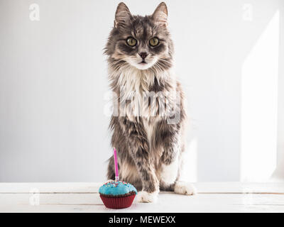 Cute, fluffy, gray kitten and a festive cupcake with one candle on a white, isolated background. Celebrating the birthday of your pet. Caring for anim Stock Photo