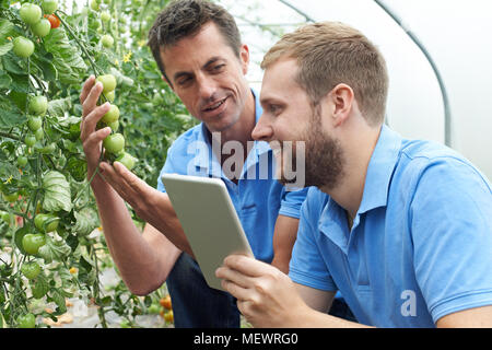 Agricultural Workers Checking Tomato Plants Using Digital Tablet Stock Photo