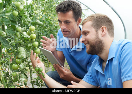Agricultural Workers Checking Tomato Plants Using Digital Tablet Stock Photo