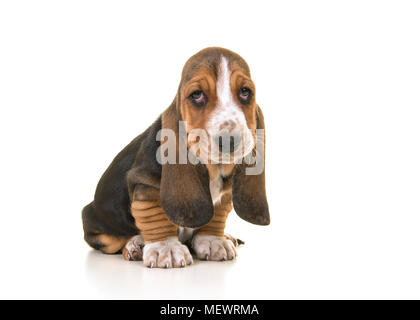 Cute sitting tricolor basset hound puppy looking sad or remorseful isolated on a white background Stock Photo