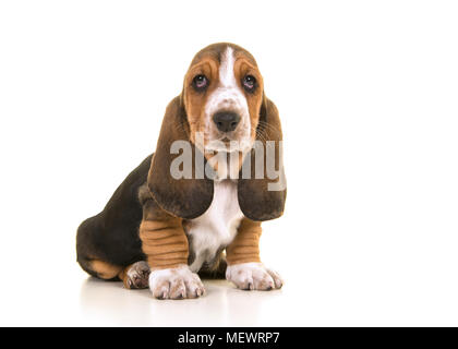 Cute sitting tricolor basset hound puppy looking at the camera isolated on a white background Stock Photo